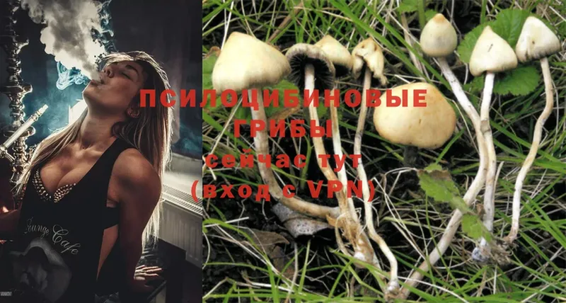 Псилоцибиновые грибы Psilocybe  где купить наркоту  Камешково 